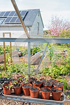 Plants Growing In Greenhouse. Home Vegetable Garden Sustainable Living