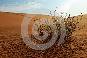 Plants growing on the hot and dry desert landscape showing adaptation to environment