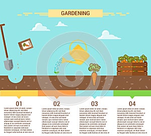 Plants Growing infographic with planting process of carrot. Four stages of growing.
