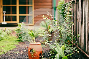 Plants growing in lush fernery setting
