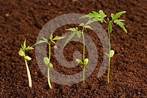 Plants growing-New life