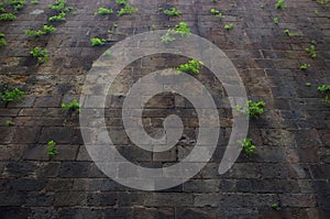 Plants growing on an old wall