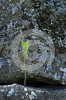 Plants Growing Out of Rocks Showing Fortitude and Persistence