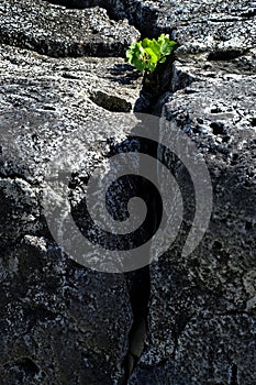 Plants Growing Out of Rocks Showing Fortitude and Persistence