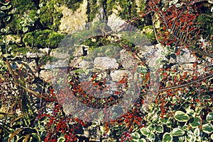 Plants Growing Over a Stone Wall, England