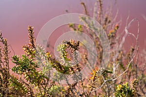 Plants growing in pink salt flats at Margherita Di Savoia in Puglia, Italy. Water is pink crustaceans that live in it.