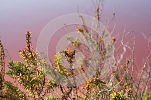 Plants growing in pink salt flats at Margherita Di Savoia in Puglia, Italy. Water is pink crustaceans that live in it.