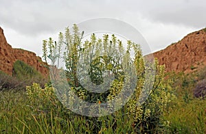 Plants growing in san andreas fault, Carrizo plant national monument