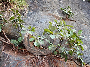 Plants Growing on Sandstone Cliff