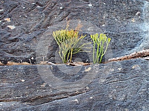 Plants Growing on Sandstone Cliff