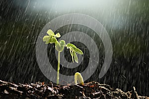 Plants growing from seed with raining.