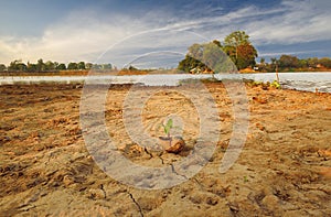 Plants growing on the shell snail
