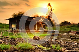 Plants growing on the shell snail