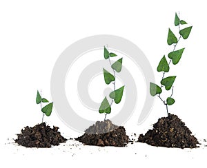 plants growing in soil