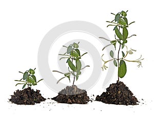 plants growing in soil