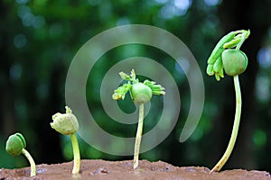 Plants growing from soil-Plant progress