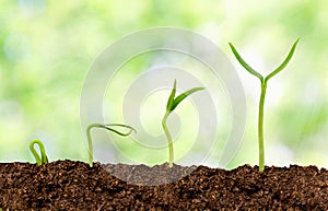 Plants growing from soil