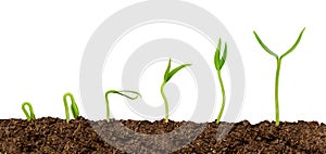 Plants growing from soil-Plant progress isolated