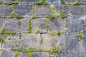 Plants growing in a stone wall at Hautefort