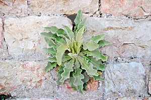 Plants growing on the stone wall