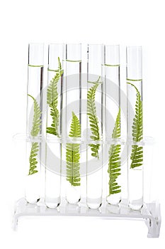 Plants growing in test tubes