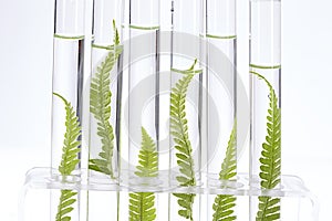 Plants growing in test tubes