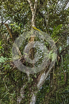 Plants growing on tree branches at the PeÃ±as Blancas Massif natural reserve, Nicaragua