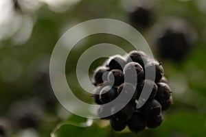 Plants growing wild in a nature reserve