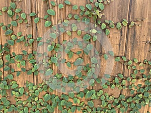 Plants growing on the wooden fence