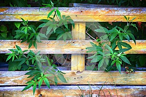 Plants growing through a wooden fence