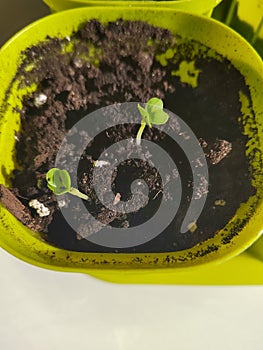 Plants growth from seed in a green pat