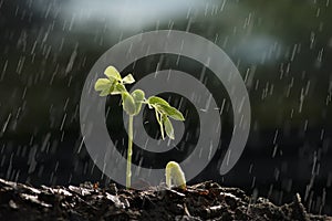 Plants growth from seed with raining.