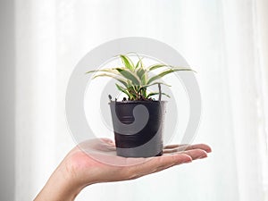 Plants in hand,Grown up,Follow target,Green,Light Warm white,Flowerpot black,Background,Texture,Nature