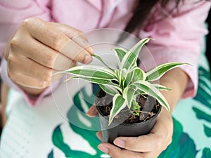 Plants in hand,Grown up,Follow target,Green,Light Warm white,Flowerpot black,Background,Texture,Nature