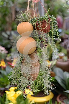 Plants in hanging basket in nursery