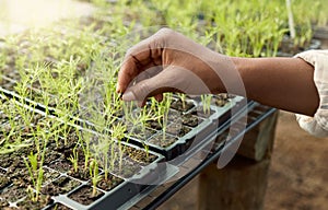 Plants and herbs growing in soil. Hand of a farmer touching growing plants. Closeup of a farmer checking plant beds