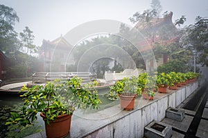 Plants and historic buildings in fog, at Ngong Ping, Lantau Isla