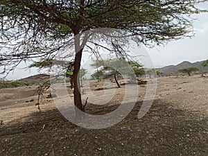 Plants in Hot and arid climate of Ethiopia's eastern escarpments in Afar photo