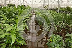 Plants in a hydroculture plant nursery