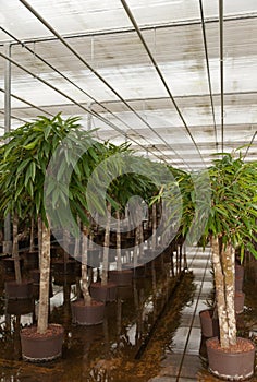 Plants in a hydroculture plant nursery photo