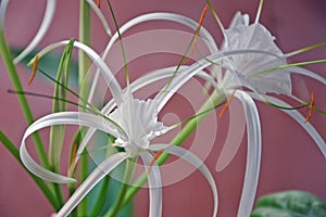 Plants - Hymenocallis littoris - Flowers - Spider Lily