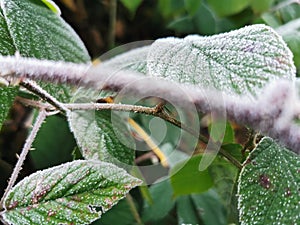 Plants iced