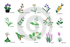 Plants icons collection