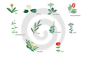 Plants icons collection