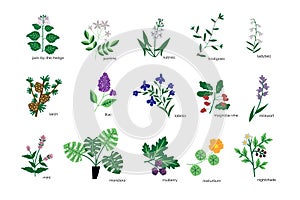 Plants icons collection