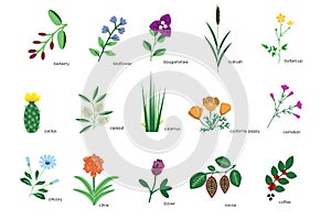 Plants icons collection