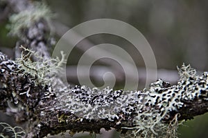 Plants on the Inca Trail to Machu Picchu. A awesome hiking trail