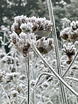 Plants and buds encased in frost photo