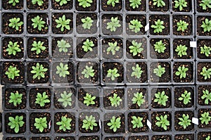 Plants Inside Greenhouse Nursery