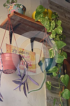 plants inside a house photo